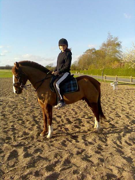 New Forest hunter<33 billede 1