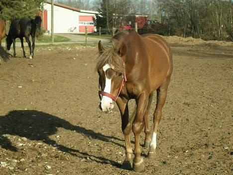 DSP Alcoy Kærlund SOLGT - en tur på fold (:  billede 12