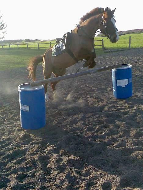 New Forest hunter<33 billede 2