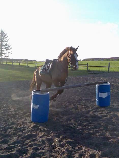 New Forest hunter<33 billede 3