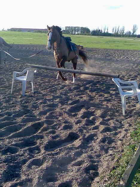 New Forest hunter<33 billede 4