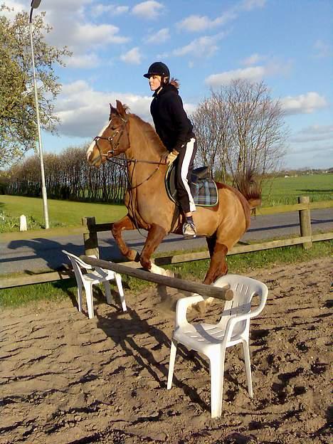 New Forest hunter<33 - ser lidt sjov ud for er lidt bange så har det med at sigge uhhh ...  billede 5