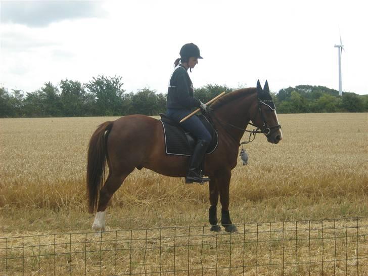 New Forest hunter<33 billede 7