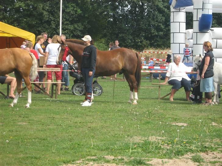 New Forest hunter<33 billede 8