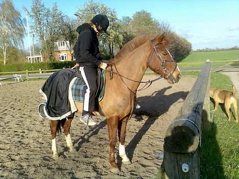 New Forest hunter<33 billede 9