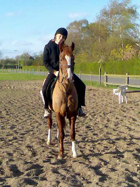 New Forest hunter<33 billede 10