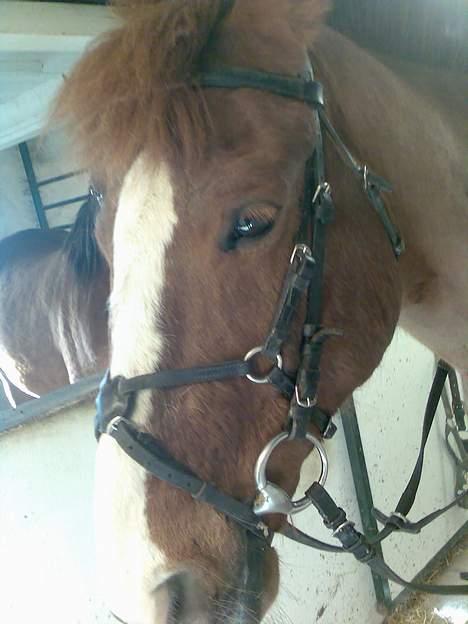 New Forest hunter<33 billede 11