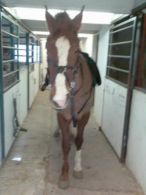 New Forest hunter<33 billede 12