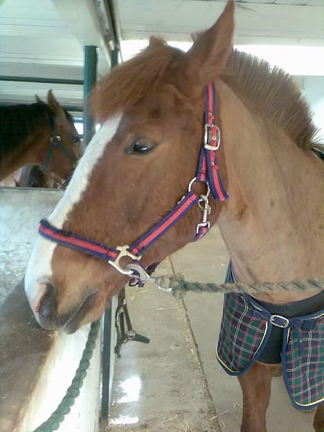 New Forest hunter<33 billede 13