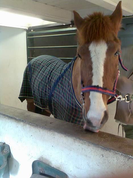 New Forest hunter<33 billede 14