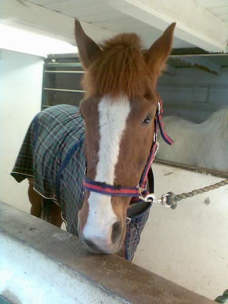 New Forest hunter<33 billede 15