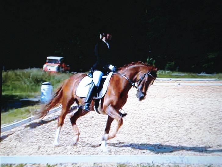 Welsh Pony (sec B) Lykkes chester<33 - chessy´ til stævne :D billede 5