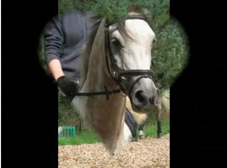 Anden særlig race Tristan <3 billede 2