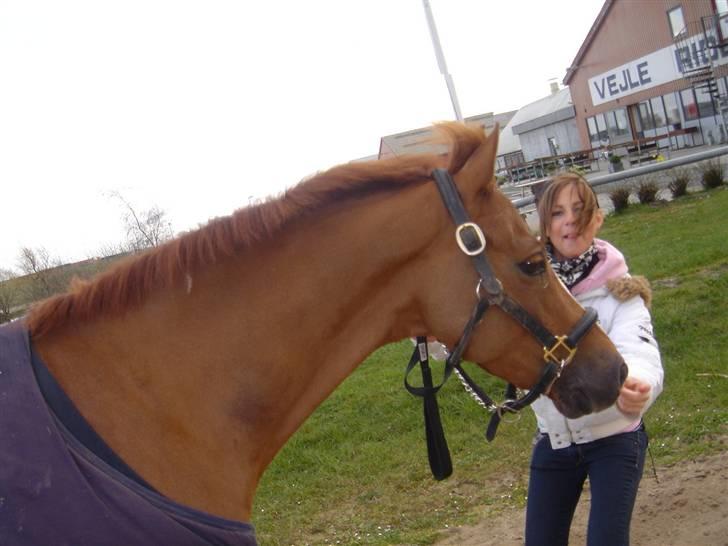 Welsh Pony (sec B) Lykkes chester<33 - <3 nej nej nej´ ikk kig på MIG ?´ men kig på den smukkeste pony :D billede 6