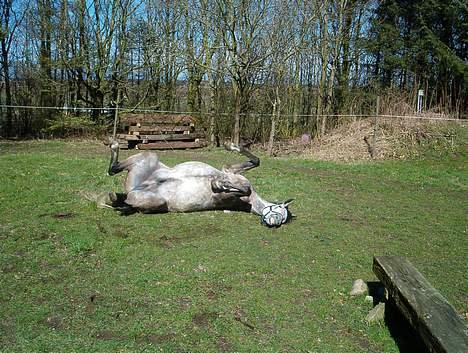 Anden særlig race Tristan <3 billede 3