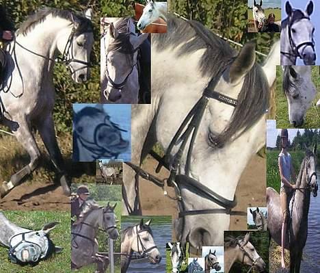 Anden særlig race Tristan <3 billede 5