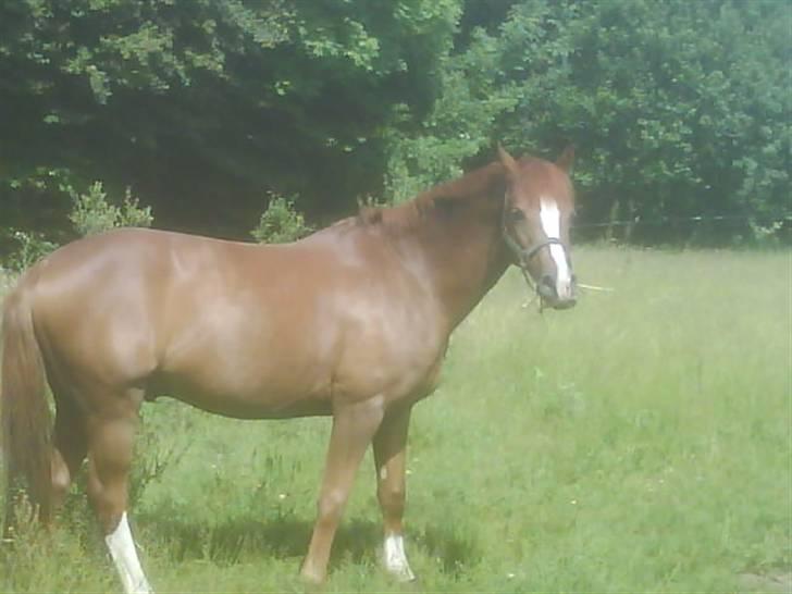 Welsh Pony (sec B) Lykkes chester<33 - <3..chessy´ der går og hygger på folden billede 7