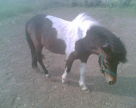 Shetlænder bella (solgt) billede 6