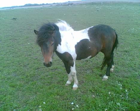 Shetlænder bella (solgt) billede 7