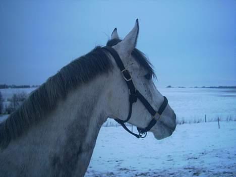 Anden særlig race Tristan <3 billede 11