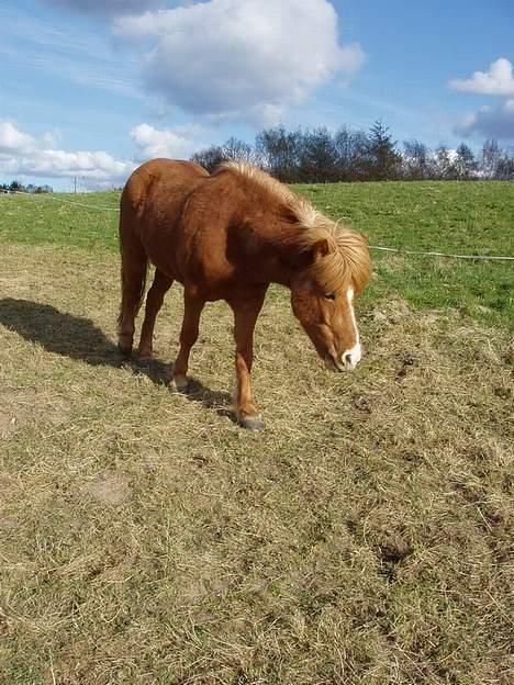 Islænder Assa fra Himlingøje - Umm .. Er der en lækker græstot et eller andet sted ?   billede 6