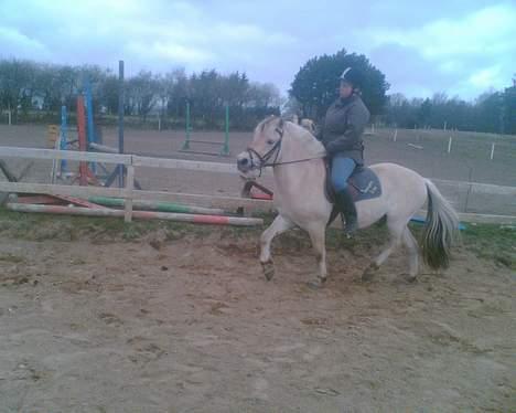 Fjordhest Galgebakken´s Krølle - KRØLLE OG JEG billede 12