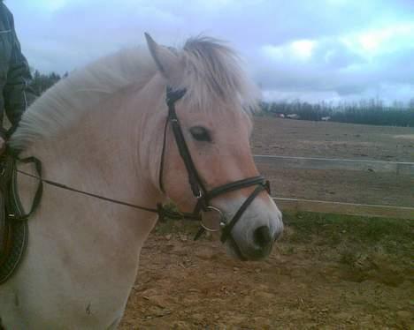 Fjordhest Galgebakken´s Krølle - SÅ FIN.... billede 13
