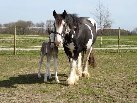 Tinker Bonita billede 15