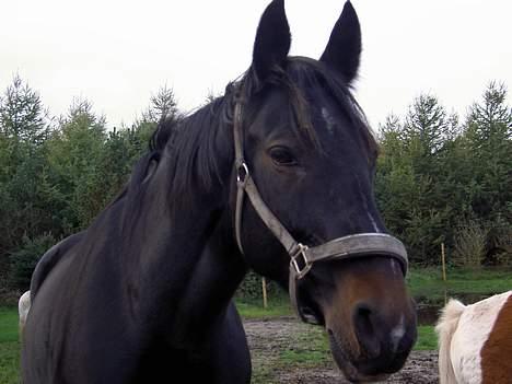 Oldenborg Cille  billede 1