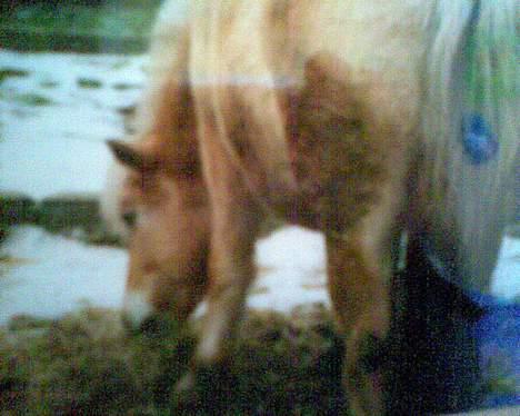 Fjordhest GFC's Fanja † R.I.P † - Min pony der æder (Som altid) [Fotograf: Cille] billede 10