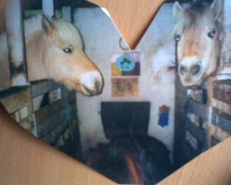 Fjordhest GFC's Fanja † R.I.P † - Bjarke &&´ Fanja :-* [Fotograf: Cille] billede 11