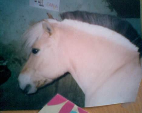 Fjordhest GFC's Fanja † R.I.P † - Min Fede , i boksen ;) [Fotograf: Cille] billede 12