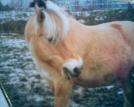 Fjordhest GFC's Fanja † R.I.P † - Fanja på folden :-* [Fotograf: Cille] billede 13