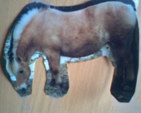 Fjordhest GFC's Fanja † R.I.P † - Min pony , hun er lidt beskidt :s Hendes 4. sidste dag :´/ [Fotograf: Cille] billede 14
