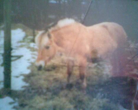 Fjordhest GFC's Fanja † R.I.P † - På folden igen ;) [Fotograf: Cille] billede 15