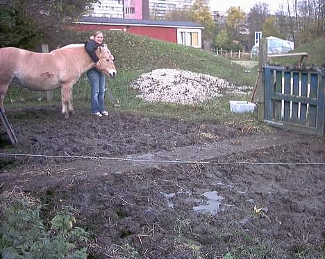 Fjordhest GFC's Fanja † R.I.P † - Mig og den mest vidunderskønne pony ! [Fotograf: Cille] billede 16