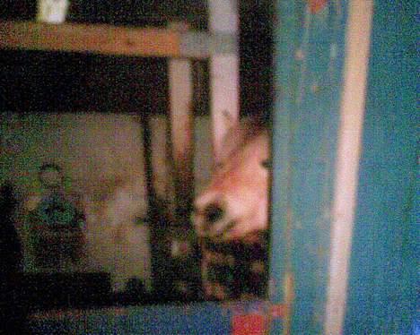 Fjordhest GFC's Fanja † R.I.P † - Hende der kalder på mad :D Typisk dig :d [Fotograf: Cille] billede 17