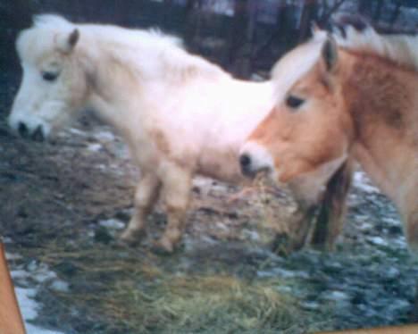 Fjordhest GFC's Fanja † R.I.P † - Rasmus og Fede på folden [Fotograf: Cille] billede 18