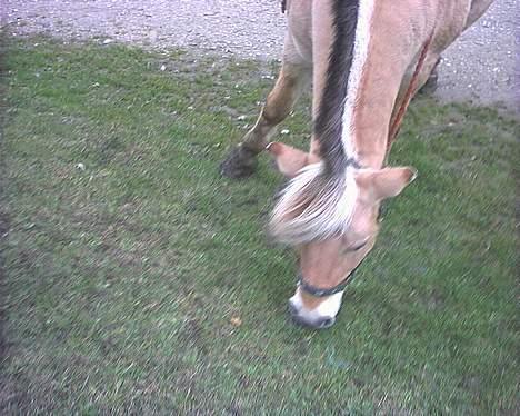 Fjordhest GFC's Fanja † R.I.P † - Mig og Cille på tur hendes sidste dag :´s [Fotograf: Cille] billede 19