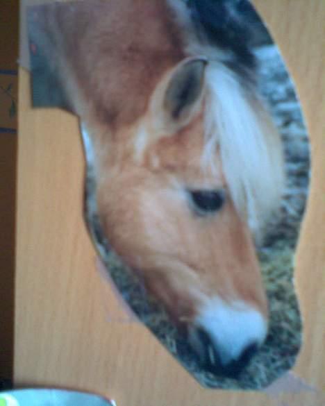 Fjordhest GFC's Fanja † R.I.P † - Fanjaaaaa !!! [Fotograf: Cille] billede 20