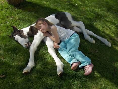 Irish Cob Arwen Irish Aloud - Søde Nadja med smukke Arwen.... billede 5