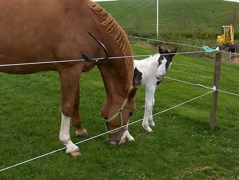 Irish Cob Arwen Irish Aloud - Arwen med sin nye plejemor billede 6
