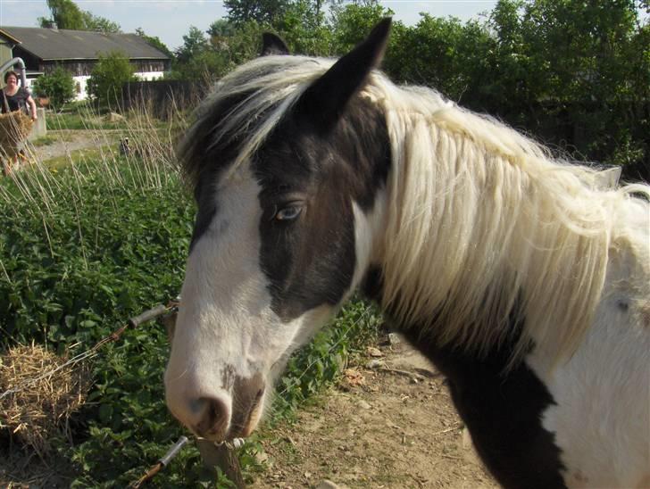 Irish Cob Arwen Irish Aloud - *nyt* billede 7