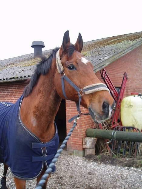 Dansk Varmblod Thor - Thor´<3 billede 1