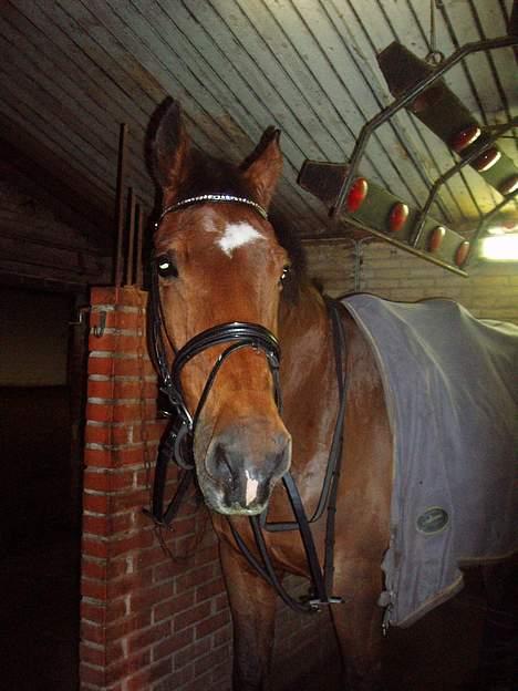 Dansk Varmblod Thor - Lige før vi skal ud at ride ,d; billede 2