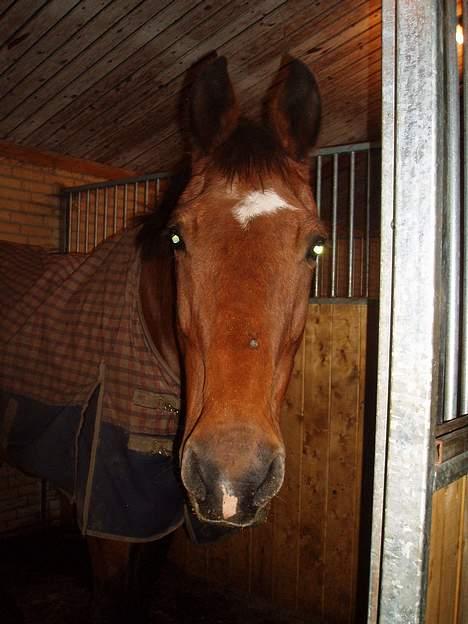 Dansk Varmblod Thor - Thor i boksen :) billede 3