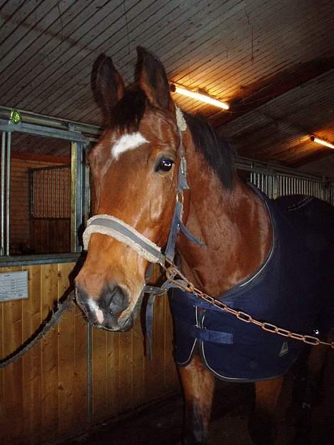 Dansk Varmblod Thor - Thor !<3 billede 4