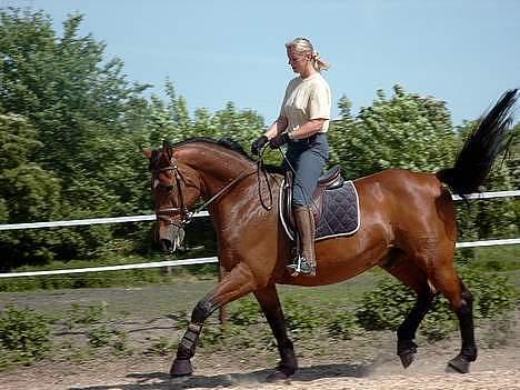 Dansk Varmblod Thor - Min ridelærer Helle Redke rider ham! :´D billede 5
