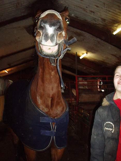 Dansk Varmblod Thor - Hahaha Thor, du er skør <3 billede 7