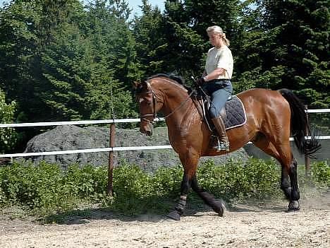 Dansk Varmblod Thor - Helle rider ham! billede 9